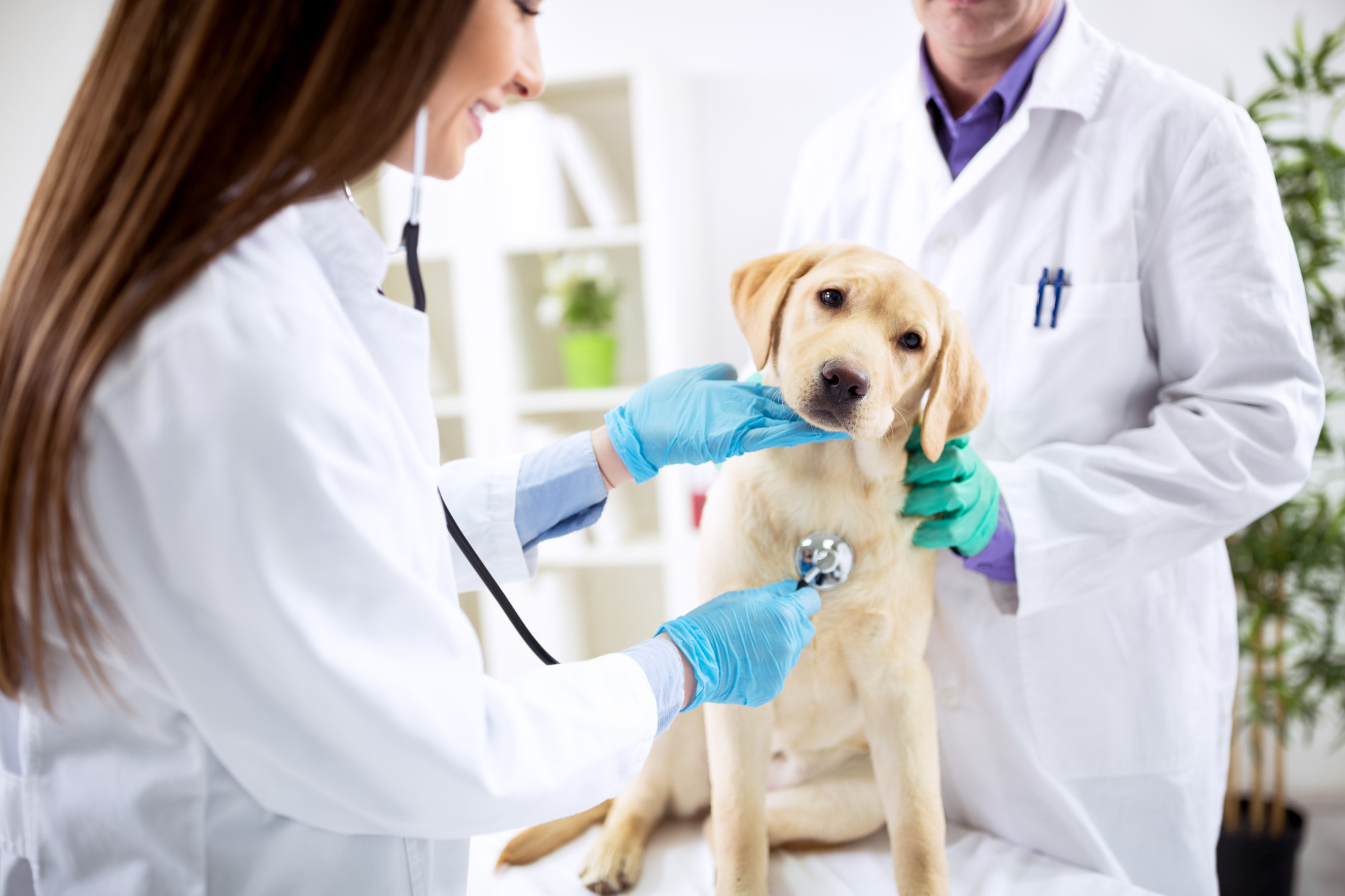How To Choose A Local Veterinarian