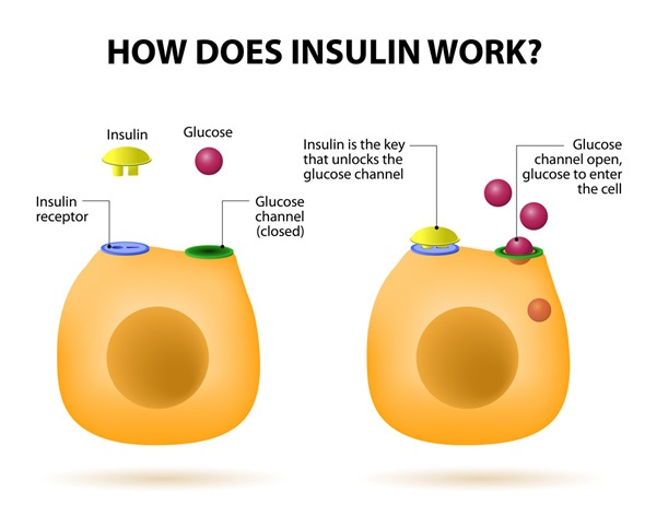 What is Insulin, and How Does It Work?