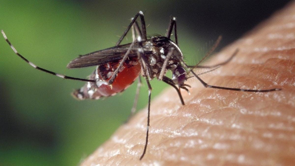 Ways to Naturally Get Rid of Mosquitoes in Your House